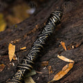 Premium Elden Ring Dark Moon Greatsword Replica with Runic Plaque