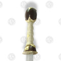 Premium Gladiator Maximus Gold Finish Sword Replica with stainless Steel blade.